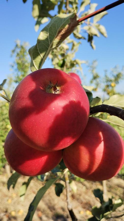 Agriturismo Fior Di Campo Dronero Eksteriør bilde