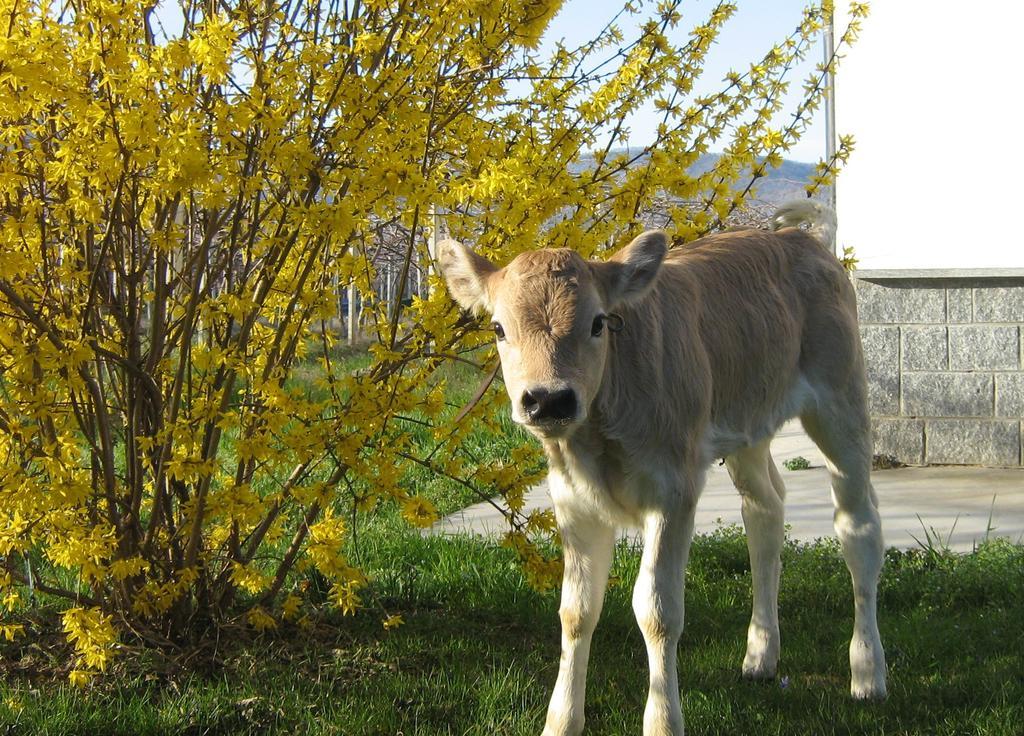 Agriturismo Fior Di Campo Dronero Eksteriør bilde