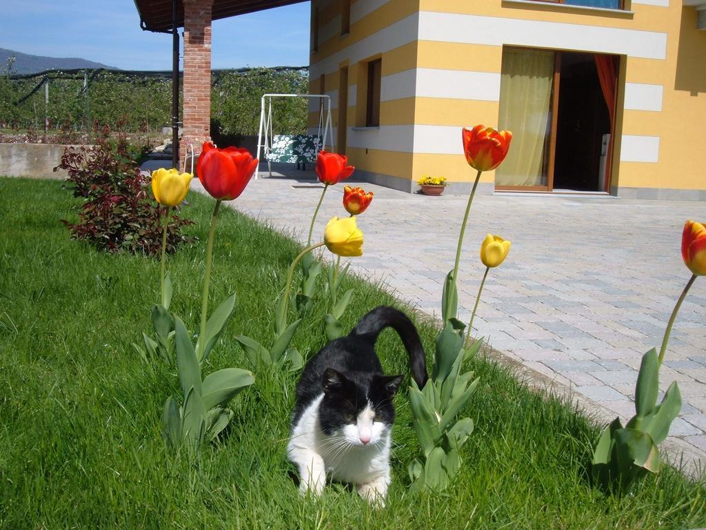 Agriturismo Fior Di Campo Dronero Eksteriør bilde